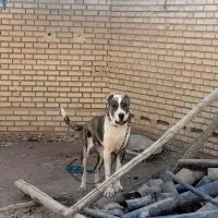 سگ ماده الابای اصیل|سگ|مبارکه, |دیوار