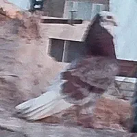 کفتر تهرانی پلاکی مسافتی مرغ عشق