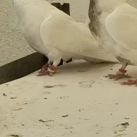 کبوتر پرشی|پرنده|نجفآباد, شیخ آباد|دیوار