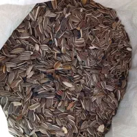 تخمه افتابگردان|خوردنی و آشامیدنی|مشهد, آبکوه|دیوار