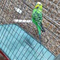 مرغ عشق|پرنده|قرچک, پویینک|دیوار