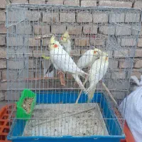 پرنده عروس هلندی ودوعددقفس