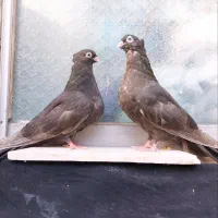 کفتر،کبوتر،صرب