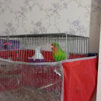 طوطی برزیلی|پرنده|سهند, |دیوار