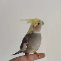 عروس هلندی|پرنده|علیآباد کتول, |دیوار