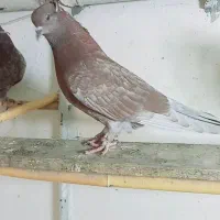 پنج تا سرخ  کاکلی و ساده چپ پاک