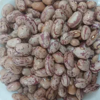 لوبیا چیتی