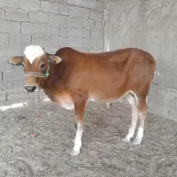 گوساله نر جرسی بزرگ