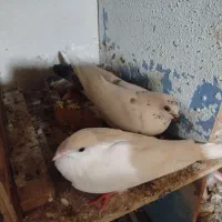 کبوتر پتی  چشمه سفید