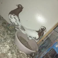 کبوتر مولیمنز