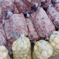 سیب نایلون