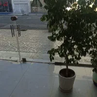 گل بنجیامین|گل و گیاه طبیعی|اشنویه, |دیوار