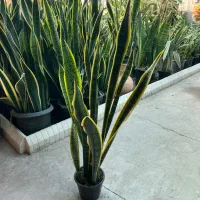 گل سانسوریا طلایی در رشت|گل و گیاه طبیعی|رشت, بیجارپس|دیوار