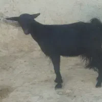 ۱عدد بزغاله ماد|حیوانات مزرعه|شیرین‌سو, |دیوار