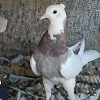 کبوتر طوقی