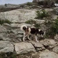 گمشده هاسکی|حیوانات|سراب, |دیوار