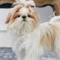 فروش توله ۶ ماهه شیتزو