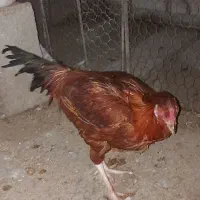 خروس ومرغ نوچه