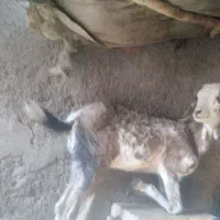 کهره