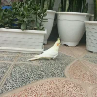 پرنده