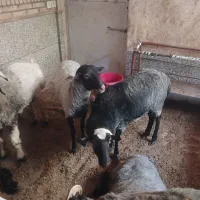بره قوچ رومانف
