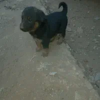 واگزاری توله ژرمن ورک۲ماهه