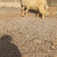 ۱راس بره قوچی