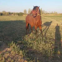 فروش نریان|اسب و تجهیزات اسب‌سواری|میاندوآب, |دیوار