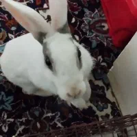 خرگوش زیبا وبازیگوش|موش و خرگوش|گهواره, |دیوار