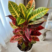 سیم کارت 09124201710