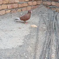 مینا سرخ کاکل ماده|پرنده|هیرمند, |دیوار