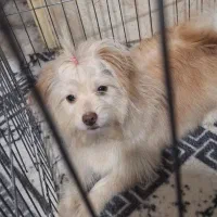 پامر روباهی خرسی