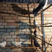 کفتر غریبگیری ب شرط