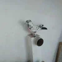 کفتر پرشی|حیوانات|قم, پامنار|دیوار