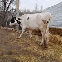 گاو آبستن|حیوانات مزرعه|مشگین شهر, |دیوار