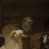 بره چاق