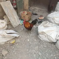 مرغ خروس محلی