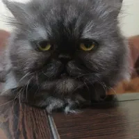 گربه پرشین خاکستری|گربه|کرمان, |دیوار