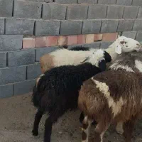 بره و بزغاله نرسبک|حیوانات مزرعه|قائن, |دیوار