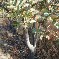 فروش نهال ۱سال تا ۱۰سال زیر قیمت