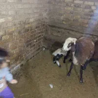 میش و بره|حیوانات مزرعه|سربند, |دیوار