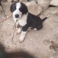 سگ قهدریجان توله