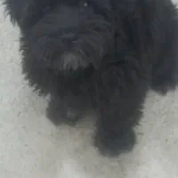 معاوضه طوله سگ  باجوجه مرغ وخروس