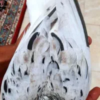 کبوتر دم سفید (اشعل)|پرنده|بندر ماهشهر, |دیوار