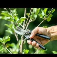 هرس خرید چوب قطع و بریدن درخت سم پاشی چمن وعلف زنی|خدمات باغبانی و درختکاری|کرمانشاه, |دیوار