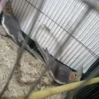 عروس هلندی|پرنده|رانکوه, |دیوار