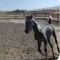 فروش اسب مادیان