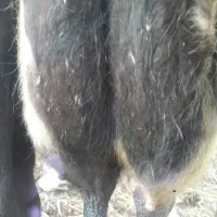 گاو شیری حامله با گوساله|حیوانات مزرعه|شاندرمن, |دیوار