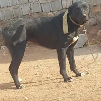 ماده سرابی ۱۲ ماه