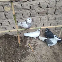 کبوتر|پرنده|ساوه, |دیوار